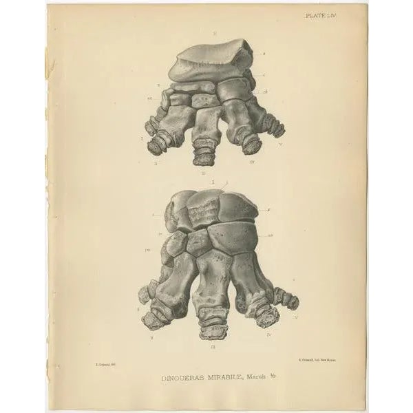 Marsh, Paleontology Illustrations of a Dinoceras Mirabile, 1886, Prints, Set of 4 For Sale - Image 4 of 6