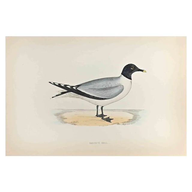 Alexander Francis Lydon, Sabine's Gull, Woodcut Print, 1870 For Sale
