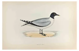 Alexander Francis Lydon, Sabine's Gull, Woodcut Print, 1870