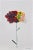 Organic Modern Minimalist Flower Study. Oil and pencil on high quality 'Hahnemuhle' Canvas Grain Fine Art paper. Original...