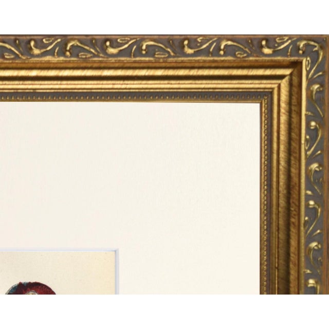 19th Century 19th Century English Hand Colored Parrot/ Parakeet Bird Engraving by Goldsmith For Sale - Image 5 of 5