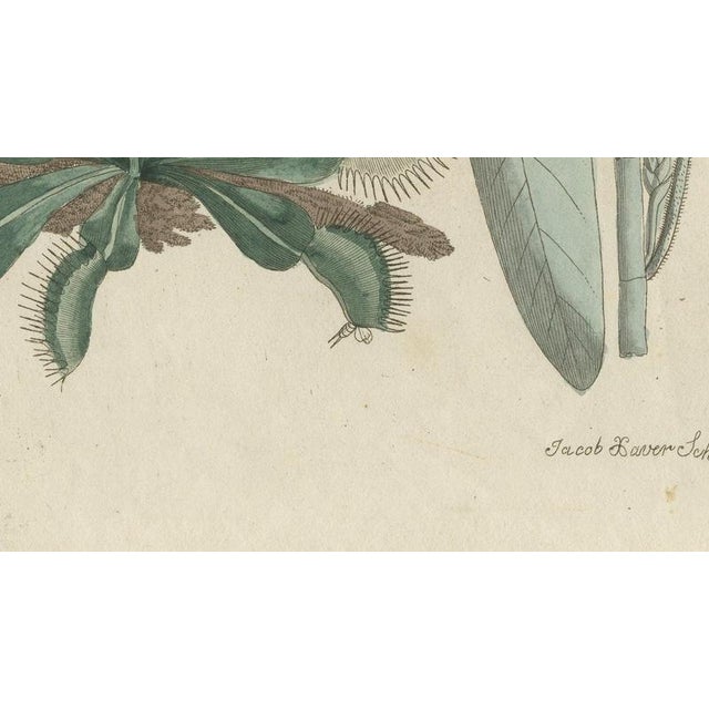 19th Century Bertuch, Venus Flytrap Carnivorous Plant, 1805, Print For Sale - Image 5 of 12