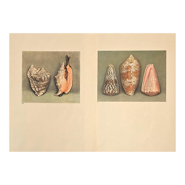1935 Rare Set of 2 French Lithographs-Sea Shells For Sale