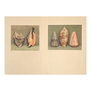 1935 Rare Set of 2 French Lithographs-Sea Shells