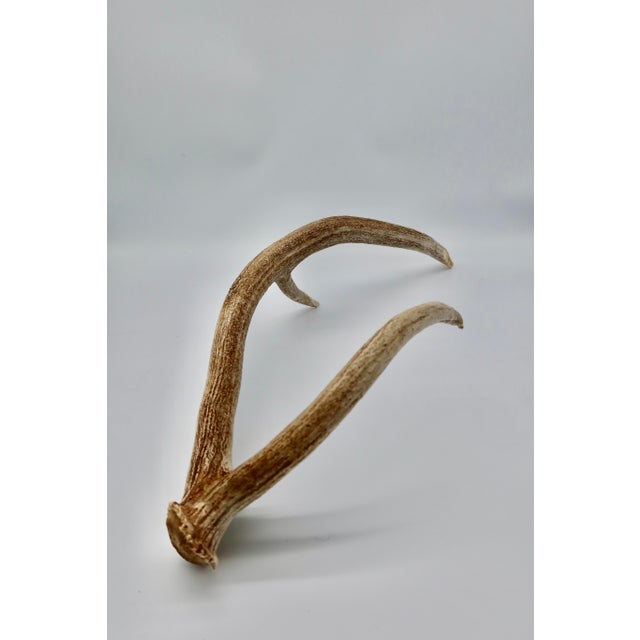Rustic Naturally Shed Axis Deer Antler For Sale - Image 3 of 4