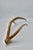 Rustic Naturally Shed Axis Deer Antler For Sale - Image 3 of 4