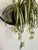 Black 1970s Hanging Swag Silk Fern in Black Basket For Sale - Image 8 of 10