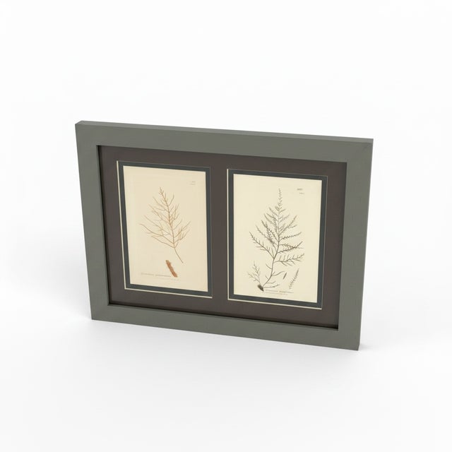Framed Pair of Antique Sowerby Seaweed Prints | English Marine Botany For Sale - Image 4 of 12