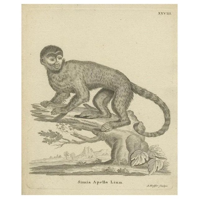 A. Hoffer, Capuchin Monkey, 1800, Paper For Sale - Image 9 of 9