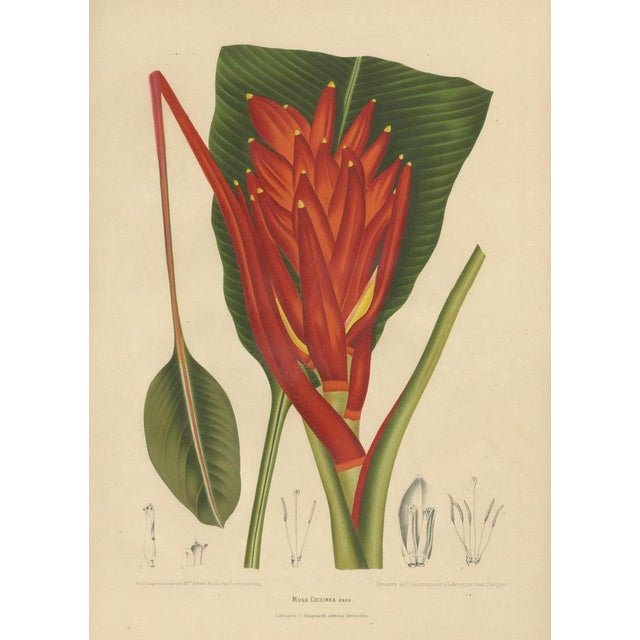 Sheep van Nooten, Red Heliconia Botanical, 1880, Chromolithograph For Sale - Image 3 of 9