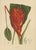 Sheep van Nooten, Red Heliconia Botanical, 1880, Chromolithograph For Sale - Image 3 of 9