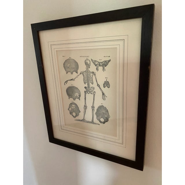 Late 18th Century 1890 Original Skeleton Anatomy Illustrations - Set of 2 For Sale - Image 5 of 7