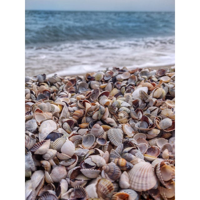 Sophisticated and chic handmade seashell mirror. Dimensions 19" x 23". Neutral color scheme in white, ivory, pale yellow,...