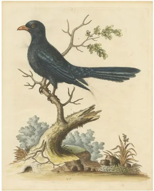 The Black Indian, 1743, Paper