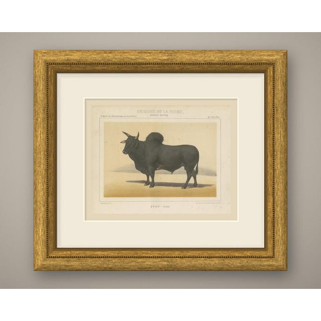 This is an original antique chromolithograph, printed in color from several lithographic stones, from Victor Borie's...