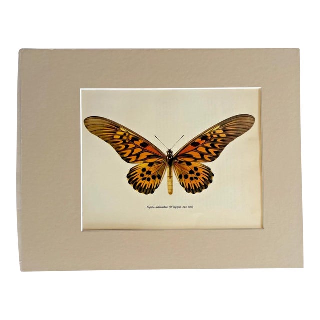 Vintage 1965 Butterfly Print in 11x14 Mat: Papilio Antimachus (Drury), EUC For Sale