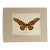 Vintage 1965 Butterfly Print in 11x14 Mat: Papilio Antimachus (Drury), EUC For Sale