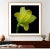 Color Photograph of Yellow Lily on black. Printed on Archival Fine Art Paper.