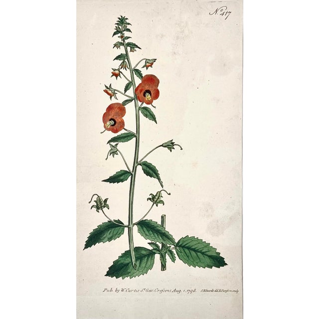 Illustration Antique Original Hand Colored Curtis Floral Botanical Etching 1798 For Sale - Image 3 of 5
