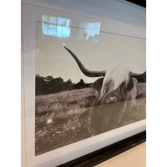 Vintage Black And White Highland Cattle Photograph In Distressed Wood Frame This striking black and white photographic...