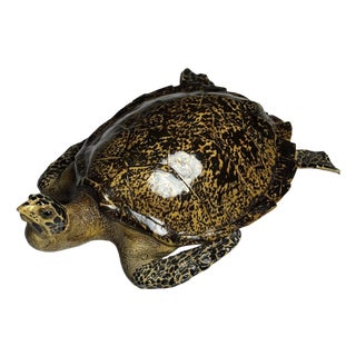 Realistic Plastic Turtle For Sale