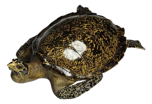 Realistic Plastic Turtle