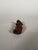Wooden netsuke, early 18th century, Edo period, Japan For Sale - Image 10 of 12