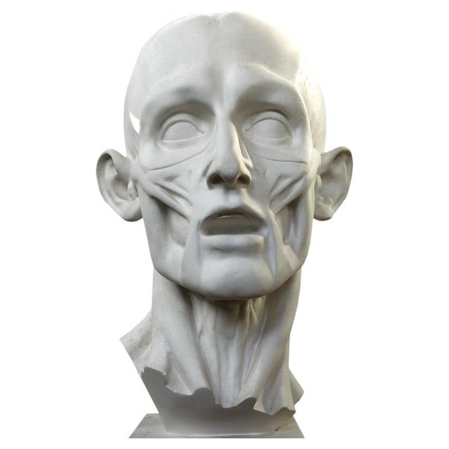 Jean-Antoine Houdon, Flayed Man, 20th Century, Plaster Cast For Sale - Image 6 of 6