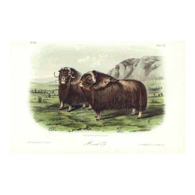 1854 Audubon Quadruped Octavo Lithograph "Plate 111 Musk Ox" For Sale