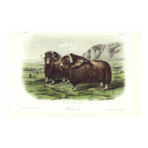 1854 Audubon Quadruped Octavo Lithograph "Plate 111 Musk Ox"