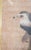 18th Century Japanese Edo Period Kano School Watercolor Painting of a Hawk For Sale - Image 9 of 15