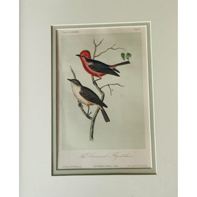 Antique Hand-Colored Litghograph , "The Crowned Flycatcher" C. 1853 For Sale - Image 11 of 18