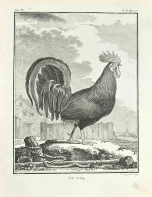 Louis Legrand, Le Coq, Etching, 1771