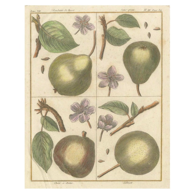Antique Fruit Prints by Poiteau and Turpin, Hand-Colored Botanical Engravings : This exquisite compilation features three...