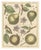 Antique Fruit Prints by Poiteau and Turpin, Hand-Colored Botanical Engravings : This exquisite compilation features three...