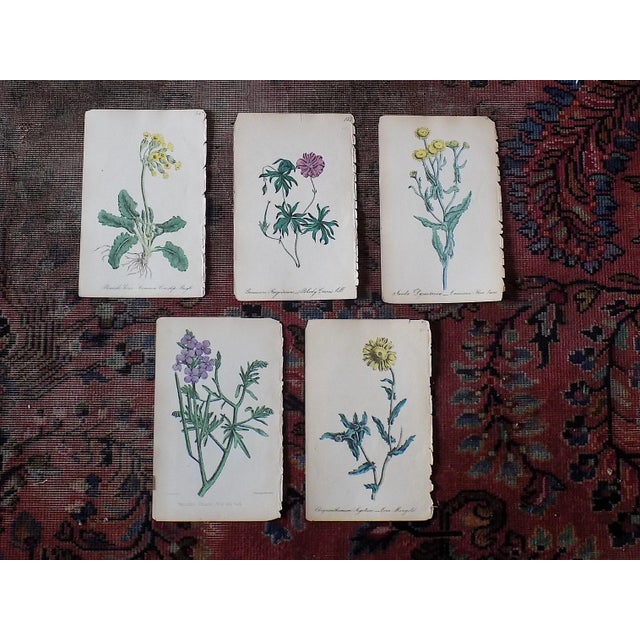 Late 19th Century Antique 19th Century Hand Colored Botanical Lithographs - Set of 5 For Sale - Image 5 of 6