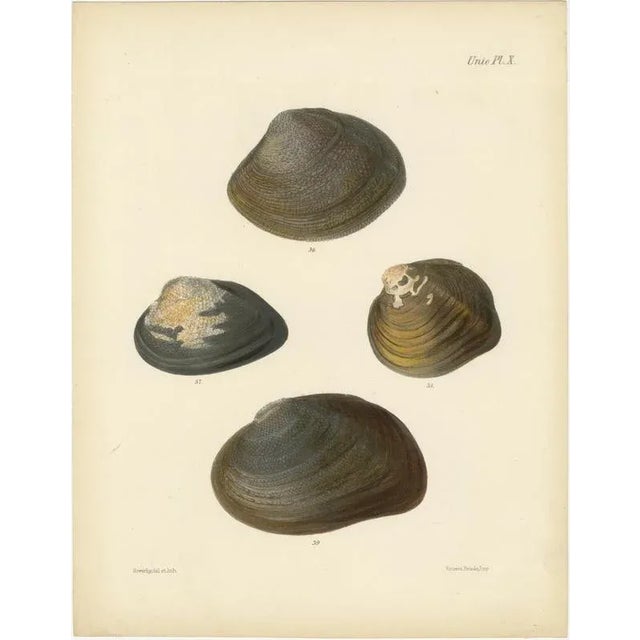 Sowerby, Shell Lithographs Unio Hand-Colored Plates, 1800s, Paper, Framed, Set of 2 For Sale - Image 3 of 9