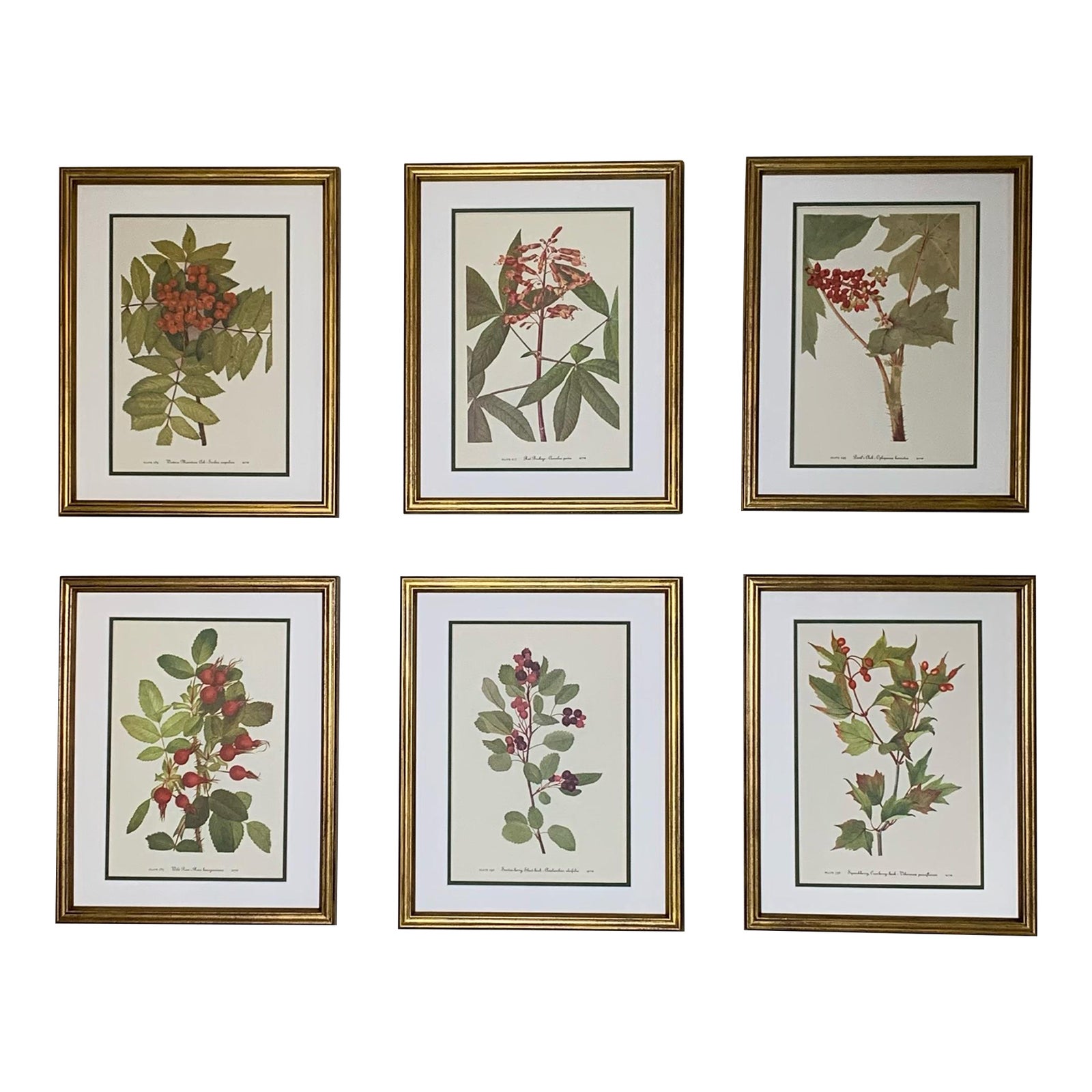 Vintage Botanical Prints - Authentic 1953 Gold Framed Set of 6 | Chairish