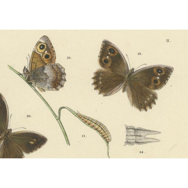 Sepp & Brants, Sciapteron Xystophora Moths, 1906, Paper, Set of 2 For Sale - Image 12 of 13