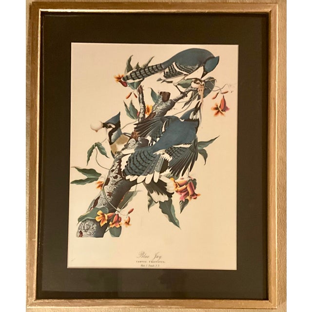 1960s Pair Audubon Folio Prints John James Audubon Blue Jay and Cardinal Grosbeak Giltwood Framed Black Matte. For Sale In Los Angeles - Image 6 of 12