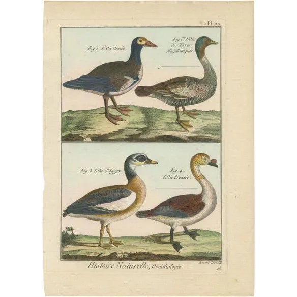 Geese, 1792, Hand-Colored Copper Engravings, Set of 4 For Sale