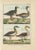 Geese, 1792, Hand-Colored Copper Engravings, Set of 4 For Sale