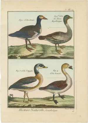 Geese, 1792, Hand-Colored Copper Engravings, Set of 4