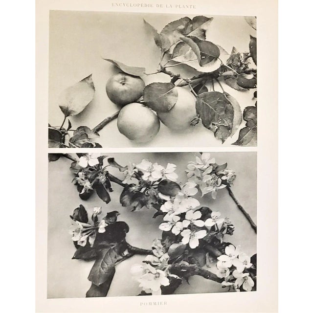 Beaux-Arts 1904 Set of 2-Antique French Photographic Botanicals- Apples, Cherries, With Documentation For Sale - Image 3 of 10