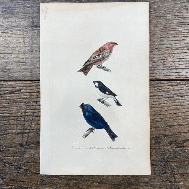 Super high quality in this lovely historical French 18th Century dur bec "hard beak" bird engraving! Signed Travies del...