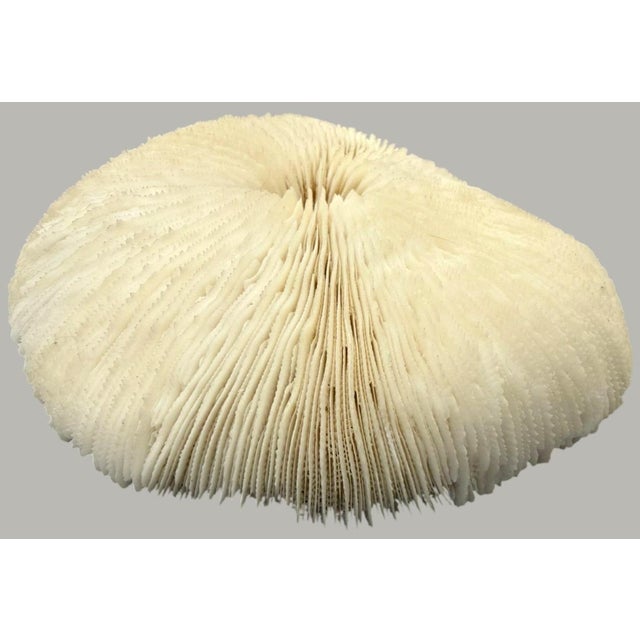 Shell Pair Natural Plate Mushroom Coral Skeleton Specimens 6" & 7" Coastal Decor For Sale - Image 7 of 7