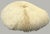 Shell Pair Natural Plate Mushroom Coral Skeleton Specimens 6" & 7" Coastal Decor For Sale - Image 7 of 7
