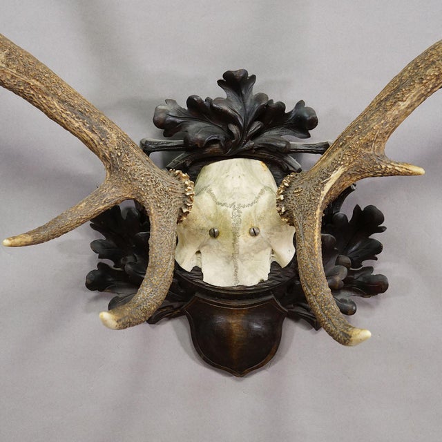 1930s Big Black Forest 12 Pointer Red Deer Trophy on Carved Plaque - Germany 1930 For Sale - Image 5 of 8