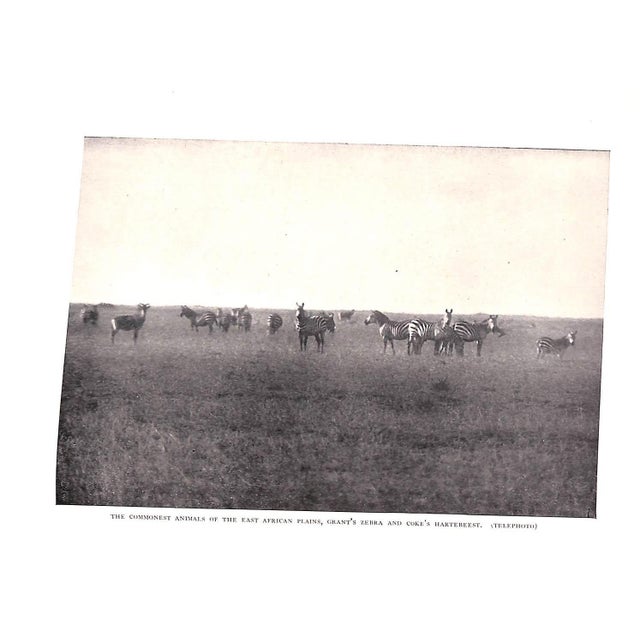 Traditional "Camera Adventures in the African Wilds" 1910 Dugmore, A. Radclyffe f.r.g.s. For Sale - Image 3 of 10