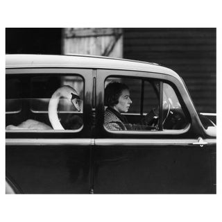 'Swan in a Car' Unframed Archival Pigment Print For Sale